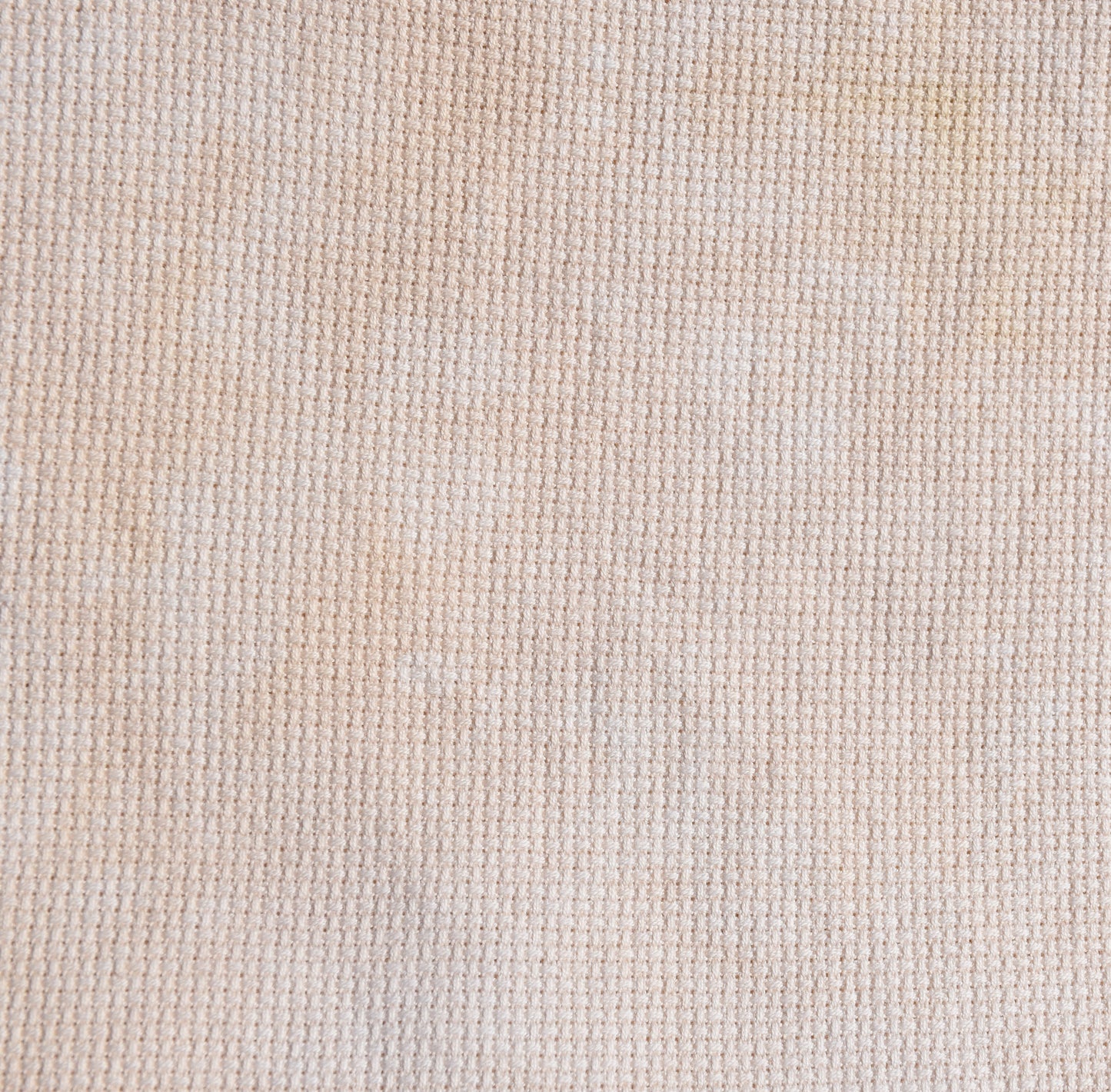 Palomino (May 2025 Neutral FOTM)